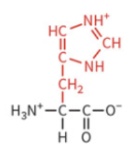 <ul><li><p>polar: positively charged</p></li><li><p>pKa 6.0</p></li><li><p>partially protonated at physiological pH</p></li></ul><p></p>