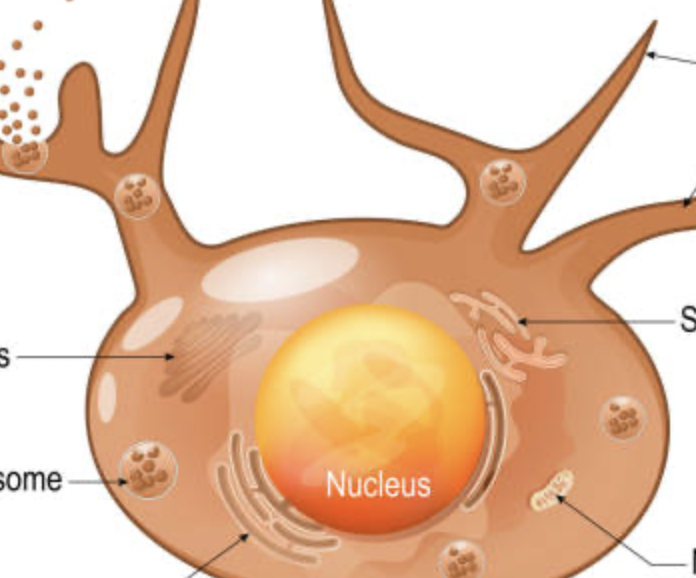 <p>main function for the melanocytes</p>
