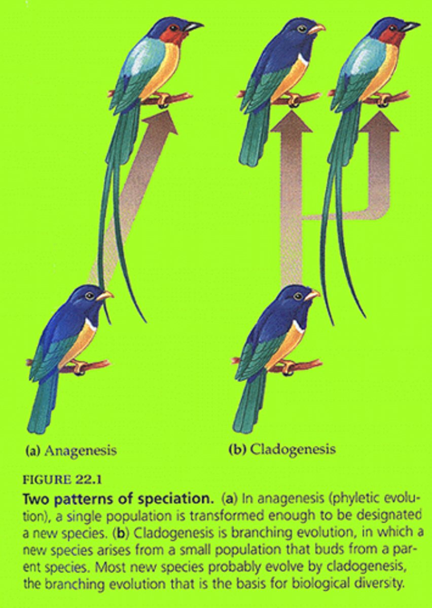 <p>-is an evolutionary splitting event where a parent species splits into two distinct species, forming a clade.</p><p>-Cluster of all species derived from a common ancestor (Darwin's Finches)</p>