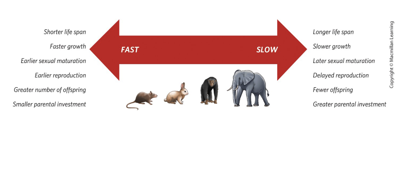 <p>Fast vs. slow life histories?</p>