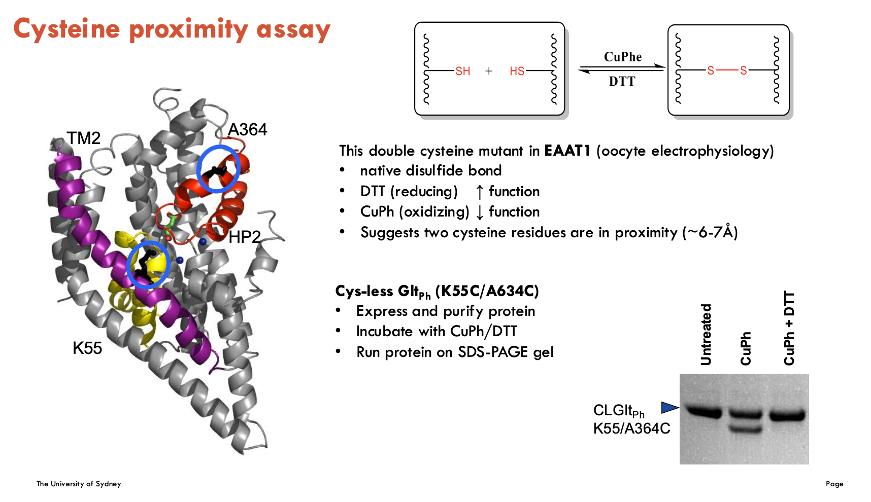 <p>The cysteine proximity assay tests if two cysteine residues are close enough (~6–7 Å) to form a disulfide bond, indicating spatial proximity.</p><p>In <strong>EAAT1</strong>, a double cysteine mutant showed:</p><ul><li><p>Increased function with DTT (reduces disulphide bonds).</p></li><li><p>Decreased function with CuPh (forms disulphide bonds).</p></li><li><p>Suggests the two cysteines are near each other and that their bonding affects transporter function.</p></li></ul><p>In <strong>GltPh</strong> (K55C/A634C):</p><ul><li><p>The mutant protein was expressed, purified, and treated with DTT or CuPh.</p></li><li><p>SDS-PAGE was used to detect disulphide bond formation.</p></li><li><p>Confirms cysteine proximity biochemically.</p></li></ul><p></p>
