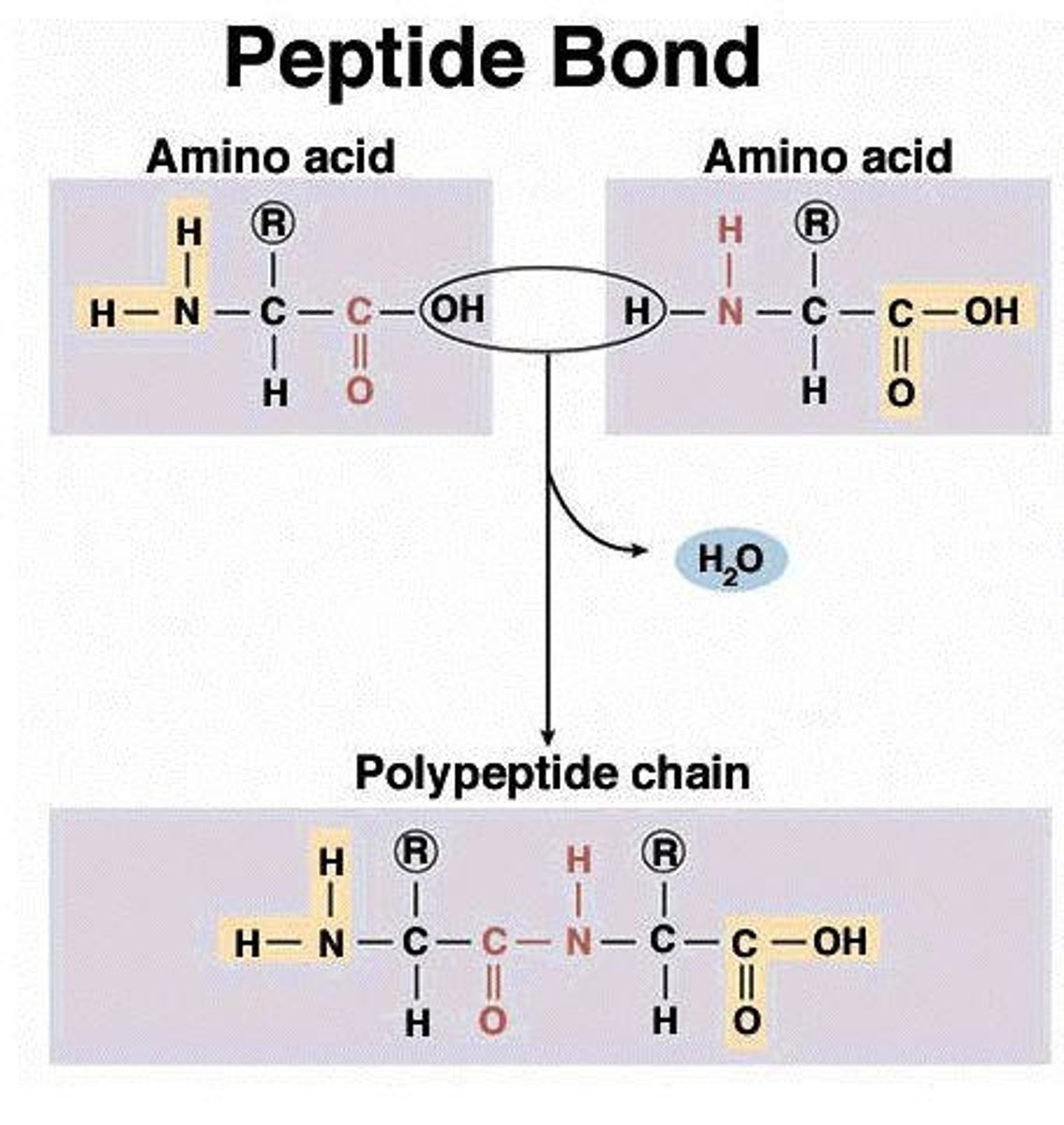 <p>Peptide bond.</p>