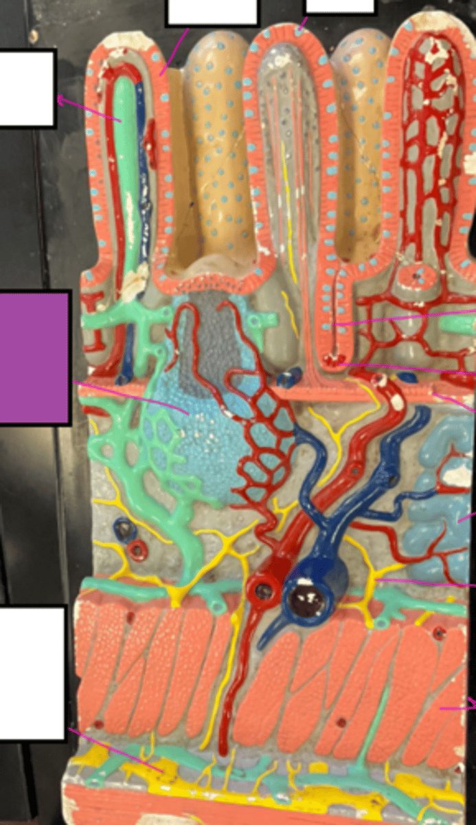 knowt flashcard image