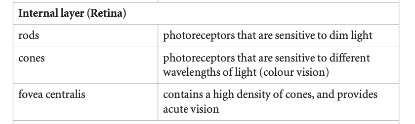 <ul><li><p>Back of the eye</p></li><li><p>The multilayered, light-sensitive surface in the eye that records electromagnetic energy and converts it to neural impulses for processing in the brain.</p></li></ul>