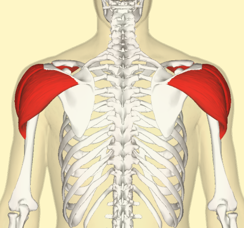 <p>Deltoid</p>