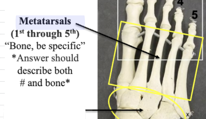 <p>Metatarsals 1-5</p>