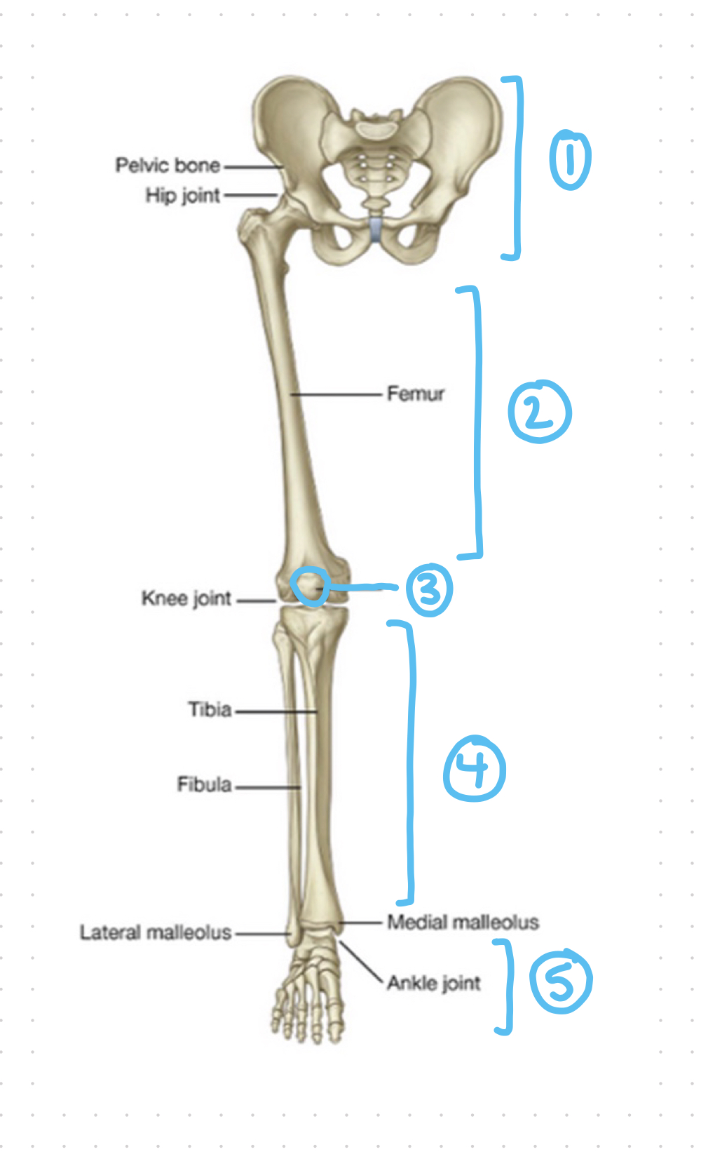 <p>bones of pelvic girdle and lower limb - 3</p>