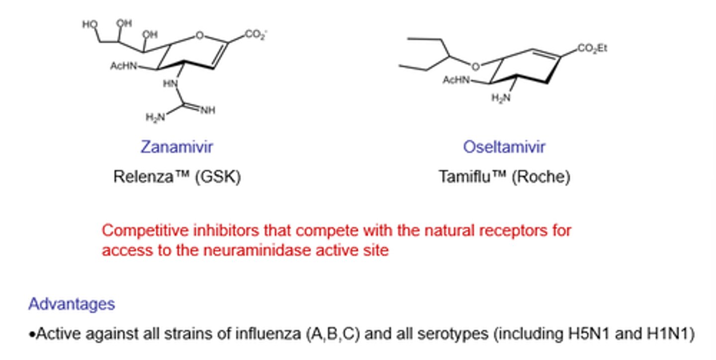 <p>Competitive neuraminidase inhibitors - target N protein required at end of replication.</p>