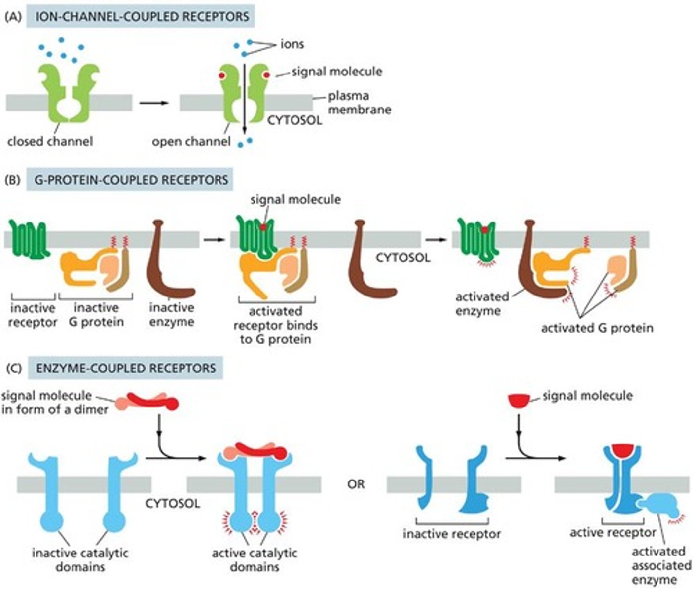 <p>Ion-channel-coupled receptors, G-protein-coupled receptors, and enzyme-coupled receptors.</p>