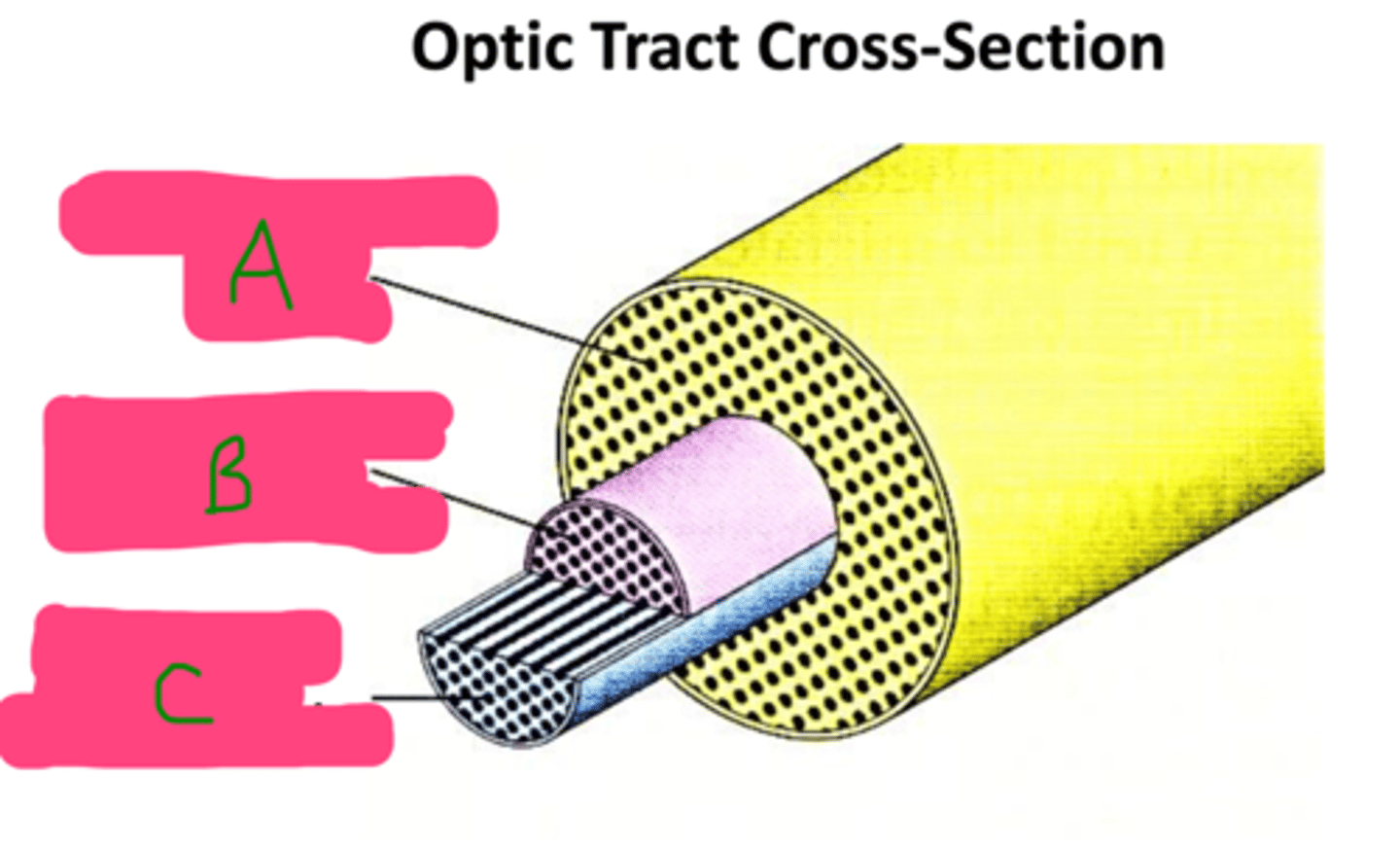 <p>Label each of the nerve fiber subtypes in the optic tract</p>