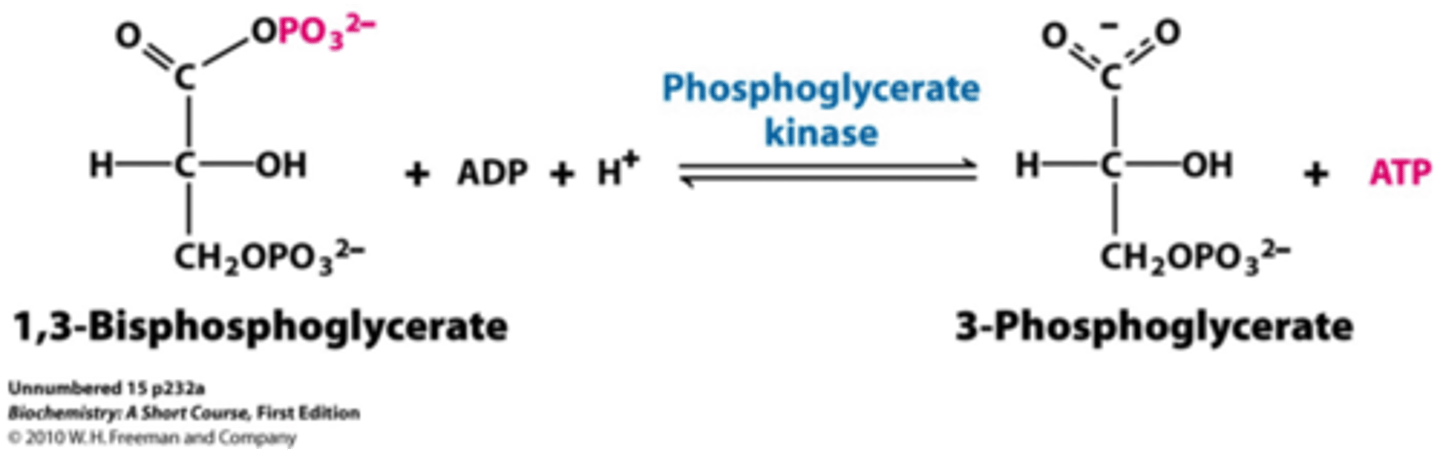 <p>True. 3-Phosphoglycerate Kinase [3-PGK] catalyzes a Substrate Phosphorylation reaction, producing ATP that can be used by the cell.</p>