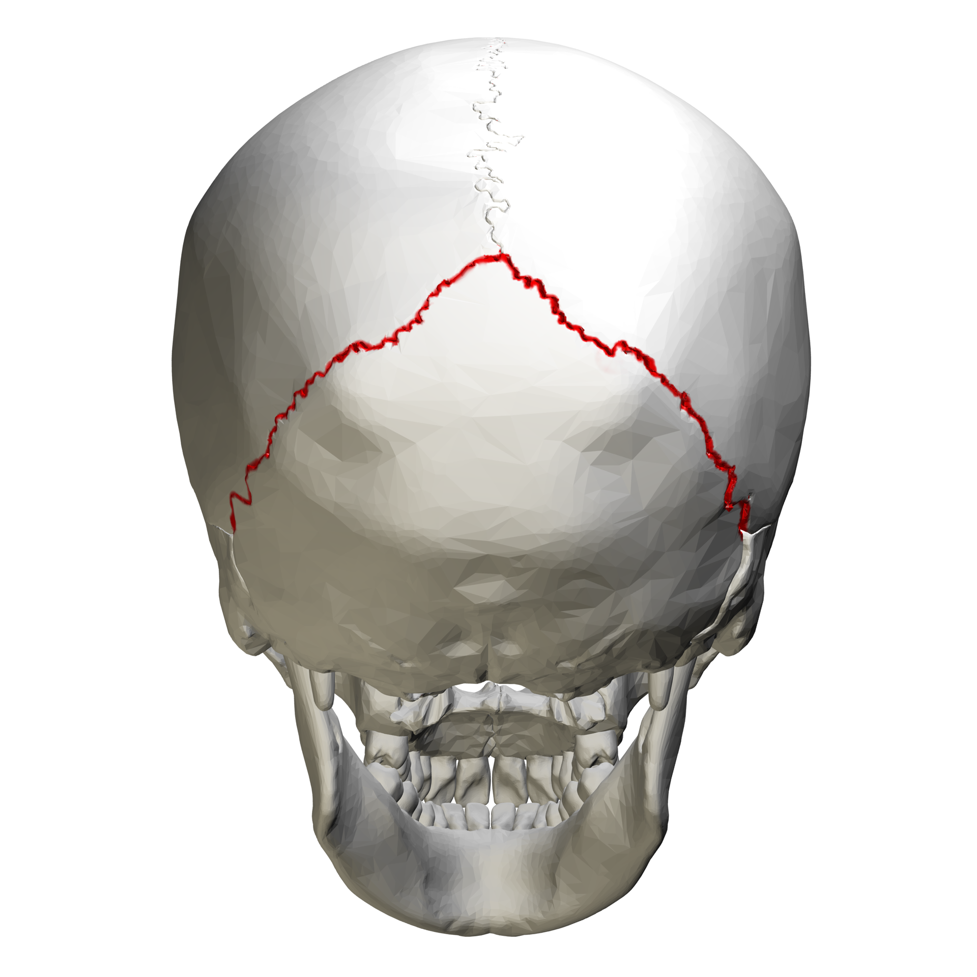 <p>Seperates the parietal bones from the occipital bone</p>