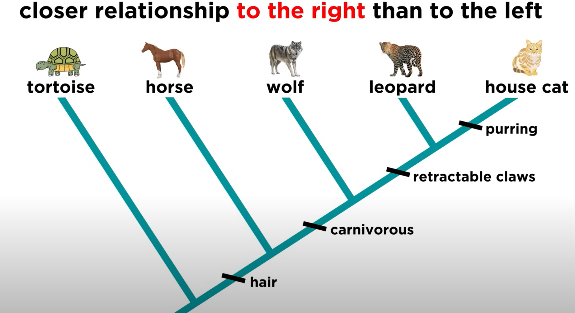 <p>right, left</p>