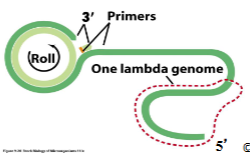 <p>Lambda phage replication begins with (theta) at the beginning it initiates at (ori) site in (bidirectional) replication </p><p>(Rolling circle replication) is when there’s continuous replication of many copies of genome and lambda has long chains of (concatenated) genomes where cutting occurs at (cos sites), generating the linear form for packaging</p>