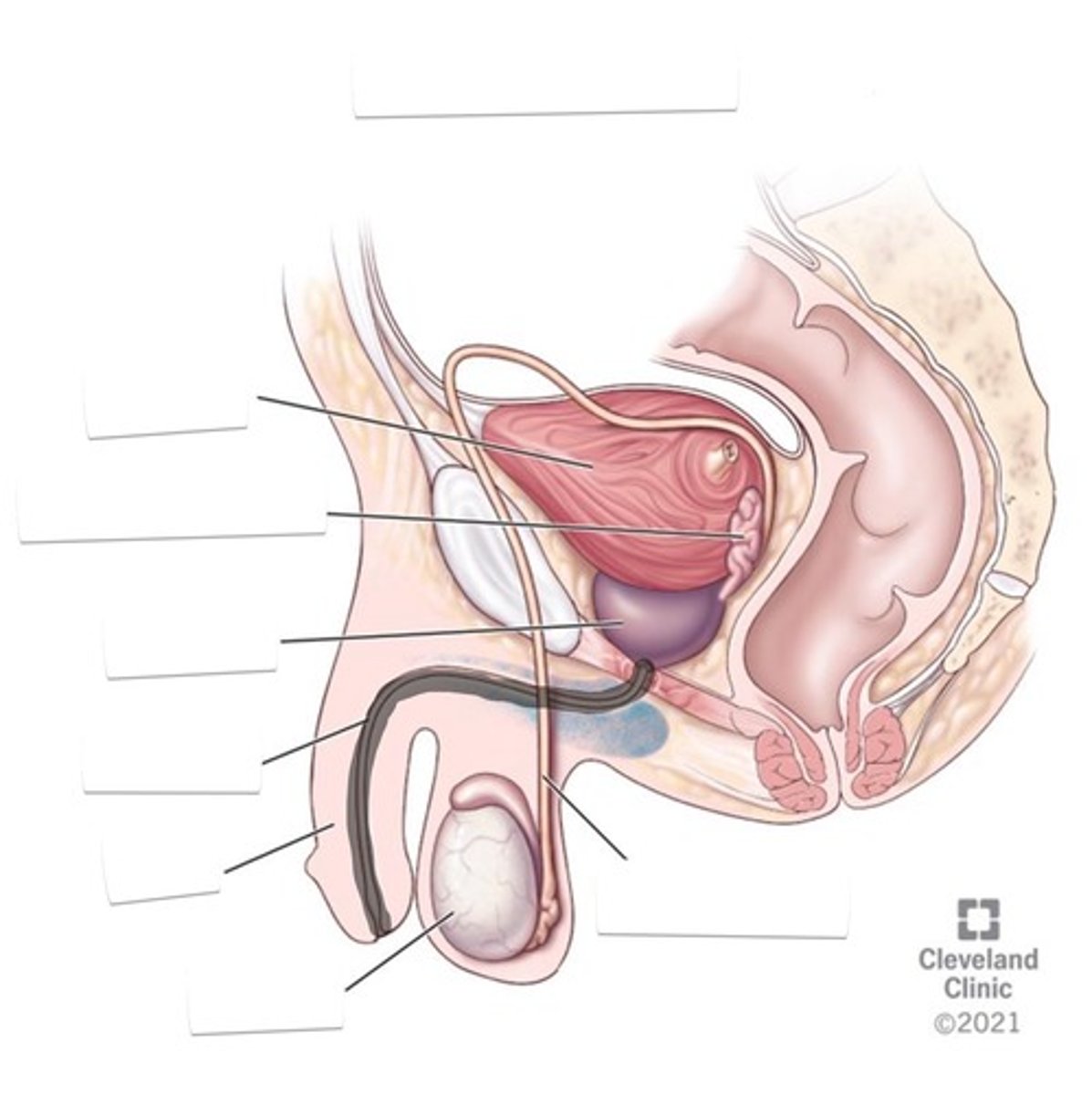 <p>Long tube that releases urine and semen</p>