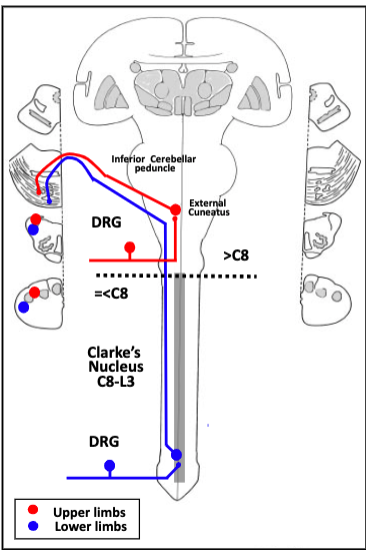 <p>walk through the dorsal spinocerebellar/cuneocerebellar (DSC) pathway</p>