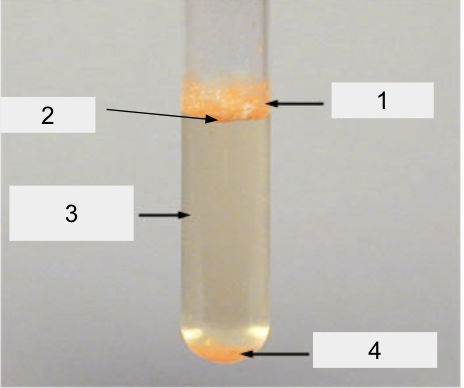 <p>label!</p>
