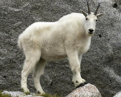 <p><span style="font-family: &quot;Times New Roman&quot;, serif;"><span>Mountain goat</span></span></p>