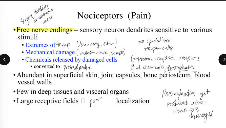 <p>Where are nociceptors (pain sensory receptors) abundant in? Where are they few in? </p>