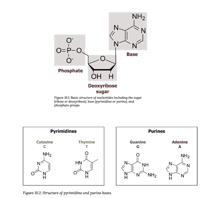 <p>Polymers of Nucleotides</p>