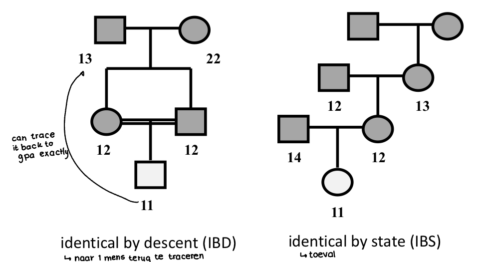 * IBS = identical by state = 2 identieke allelen aanwezig bij 2 individuen, maar deze kunnen ook niet-gerelateerd zijn → toeval
* IBD = identical bij descent = 2 identieke allelen aanwezig door een gemeenschappelijke voorouder
* Onderscheid tussen IBS en IBD wordt moeilijker als het aantal generaties stijgt
