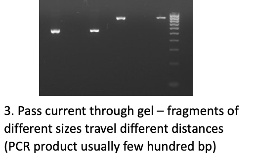 <p><strong>Conventional PCR → </strong>gives you QUALITATIVE RESULTS, not quantitative like qPCR</p><ul><li><p>Product goes through electrophoresis gel; if something is highlighted, that means that your target DNA WAS in the sample</p></li><li><p>BUT doesn’t say how much of your target was in the sample either</p><ul><li><p>Usually have to recover the product for further investigation via gel / capillary electrophoresis</p></li></ul></li></ul><p></p><p><strong> SEE IMAGE: </strong>this would be the last step in Conventional PCR; shows the different size of your products as it travels down the gel in comparison to the marker </p><p></p>