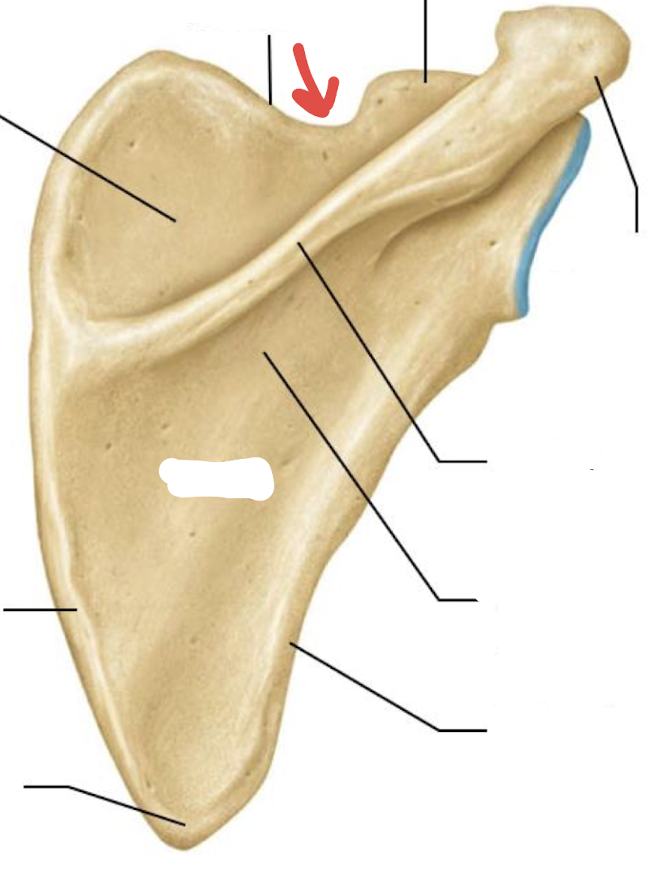 <p>what is this part of the scapula?</p>