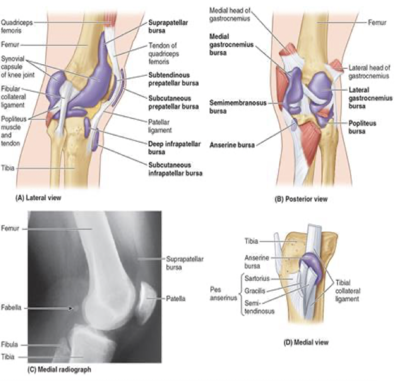 <ul><li><p>medial</p><ul><li><p>pes anserinus: this is the insertions of the sartorius, gracilis, and semitendinous</p></li><li><p>medial head of the gastrocnemius</p></li></ul></li><li><p>lateral</p><ul><li><p>iliotibial tract</p></li><li><p>biceps femoris insertion on head of fibula</p></li><li><p>lateral head of gastrocnemius</p></li></ul></li></ul><p></p>