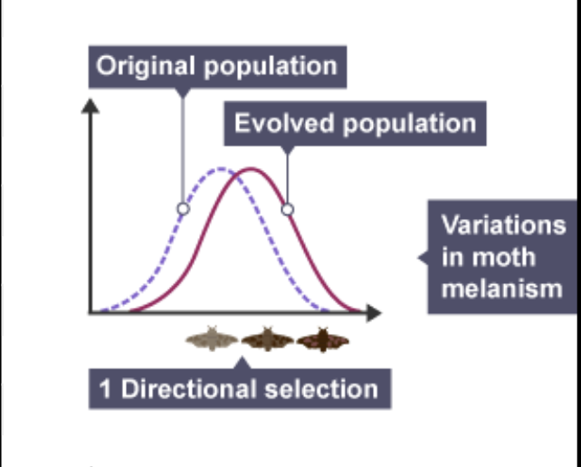 <p>Favors one extreme phenotype casuing population to change in one direction</p><ul><li><p>Genetic variation is reduced</p></li></ul><p>Ex) large beak size of finches during drought</p>