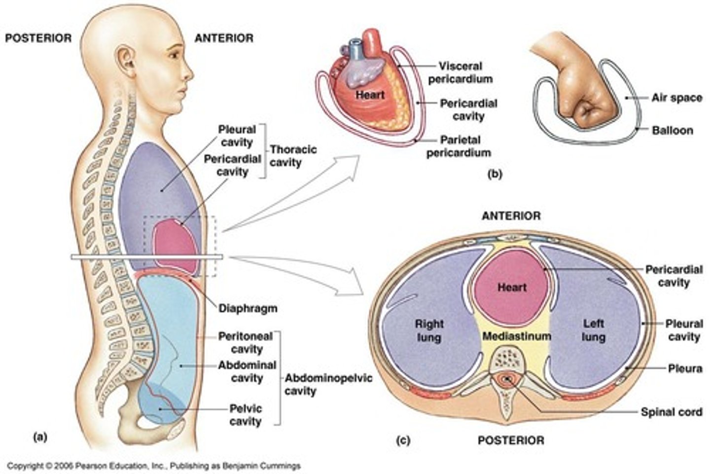 <p>Thoracic cavity (above diaphragm) and Abdominopelvic cavity (below diaphragm), which includes the Abdominal cavity and Pelvic cavity.</p>