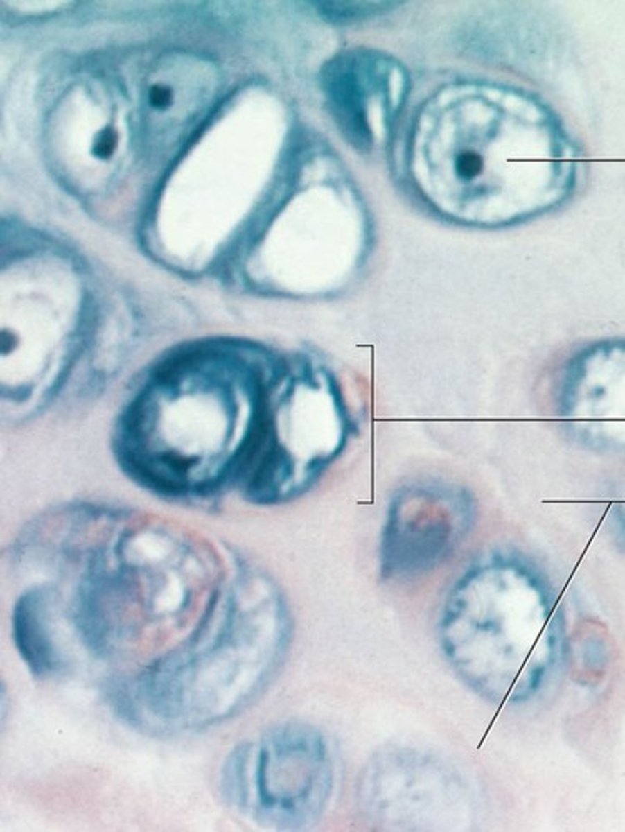<p>Identify the tissue.</p>