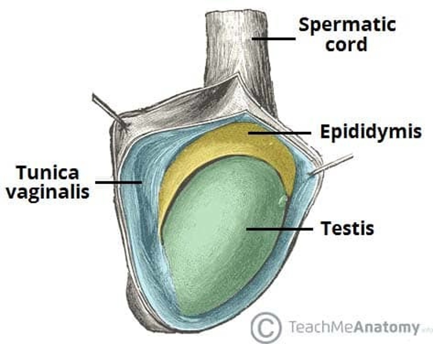 <p>outer layer derived from peritoneum</p>