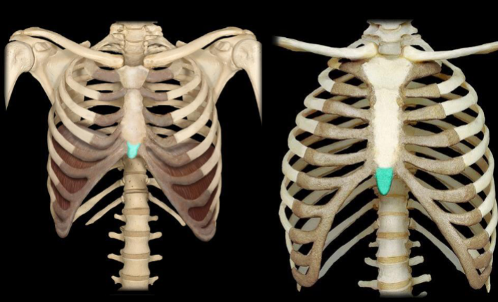 <p>What part of the sternum is highlighted in this image?</p>