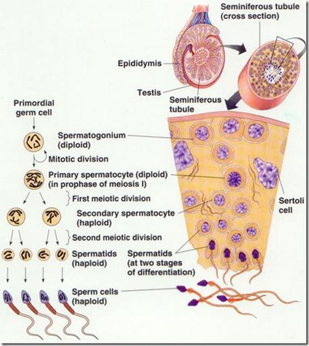 <p>Sperm production in males, starting from spermatogonia.</p>