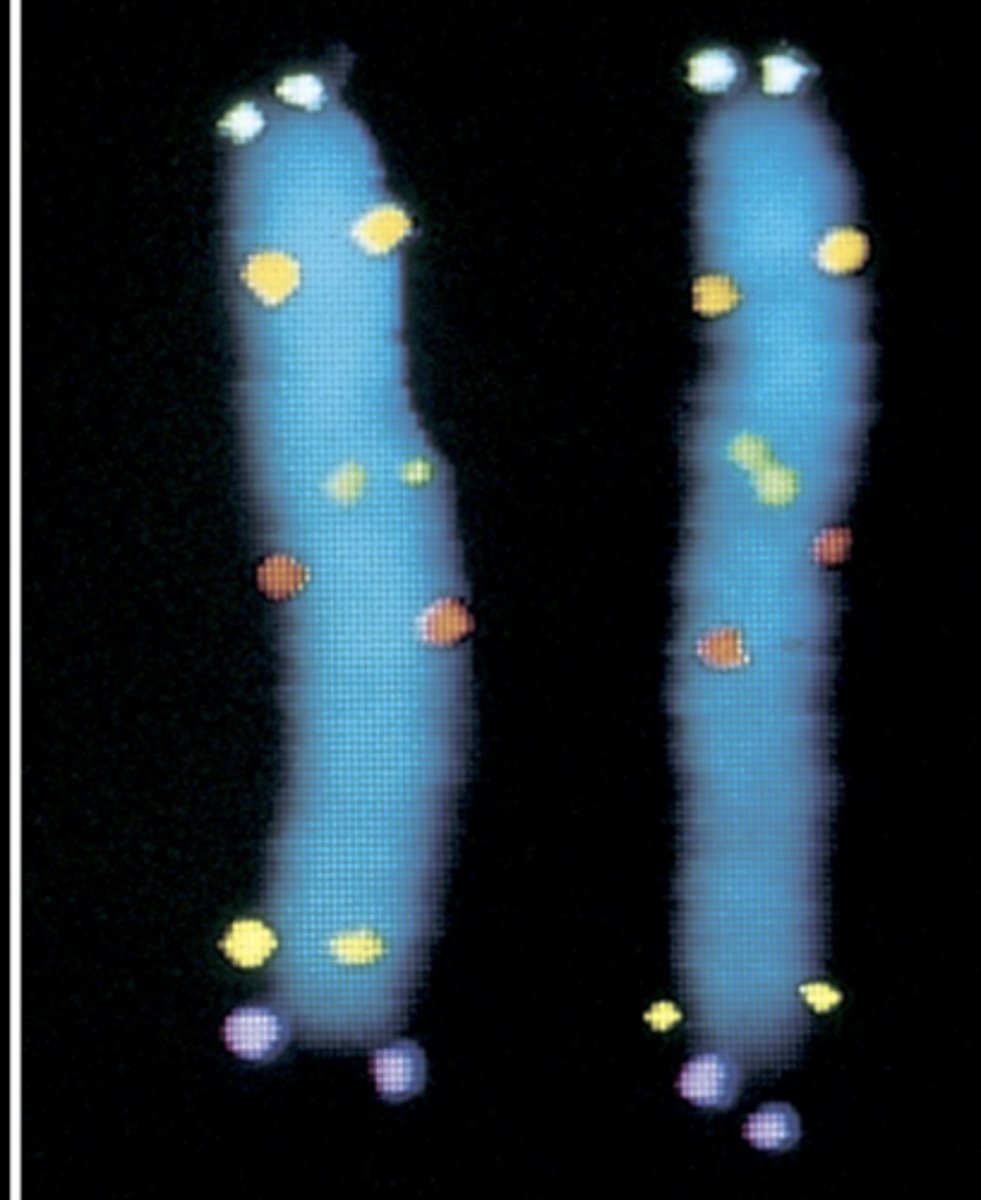 <p>already went through S phase so each chromatid has 2x DNA</p>