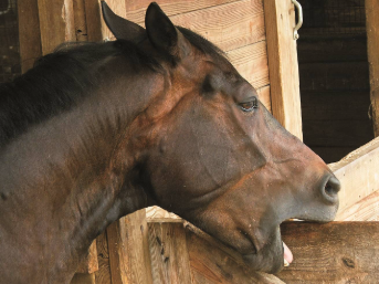 <p>when a horse grasps an object between their teeth and apply pressure, gradually gnawing the object away if its not metal</p>