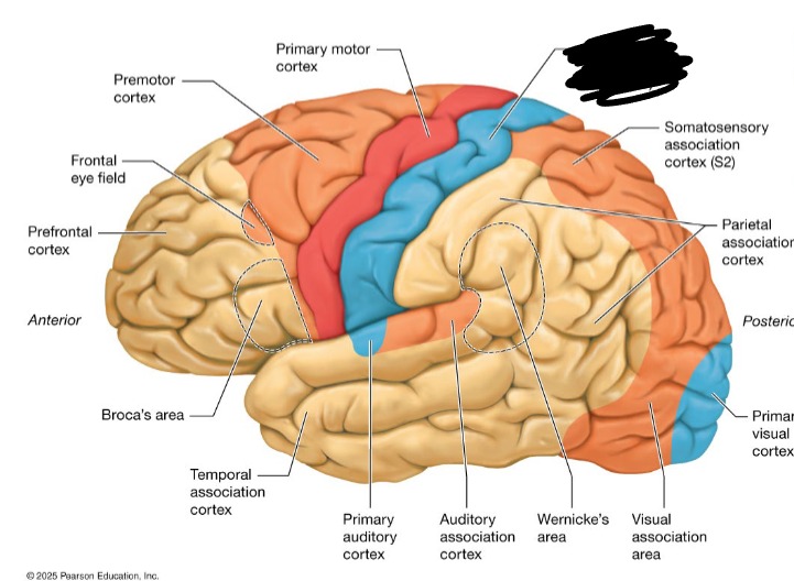 <p>interprets incoming somatic sensory stimuli (temperature and touch)</p>