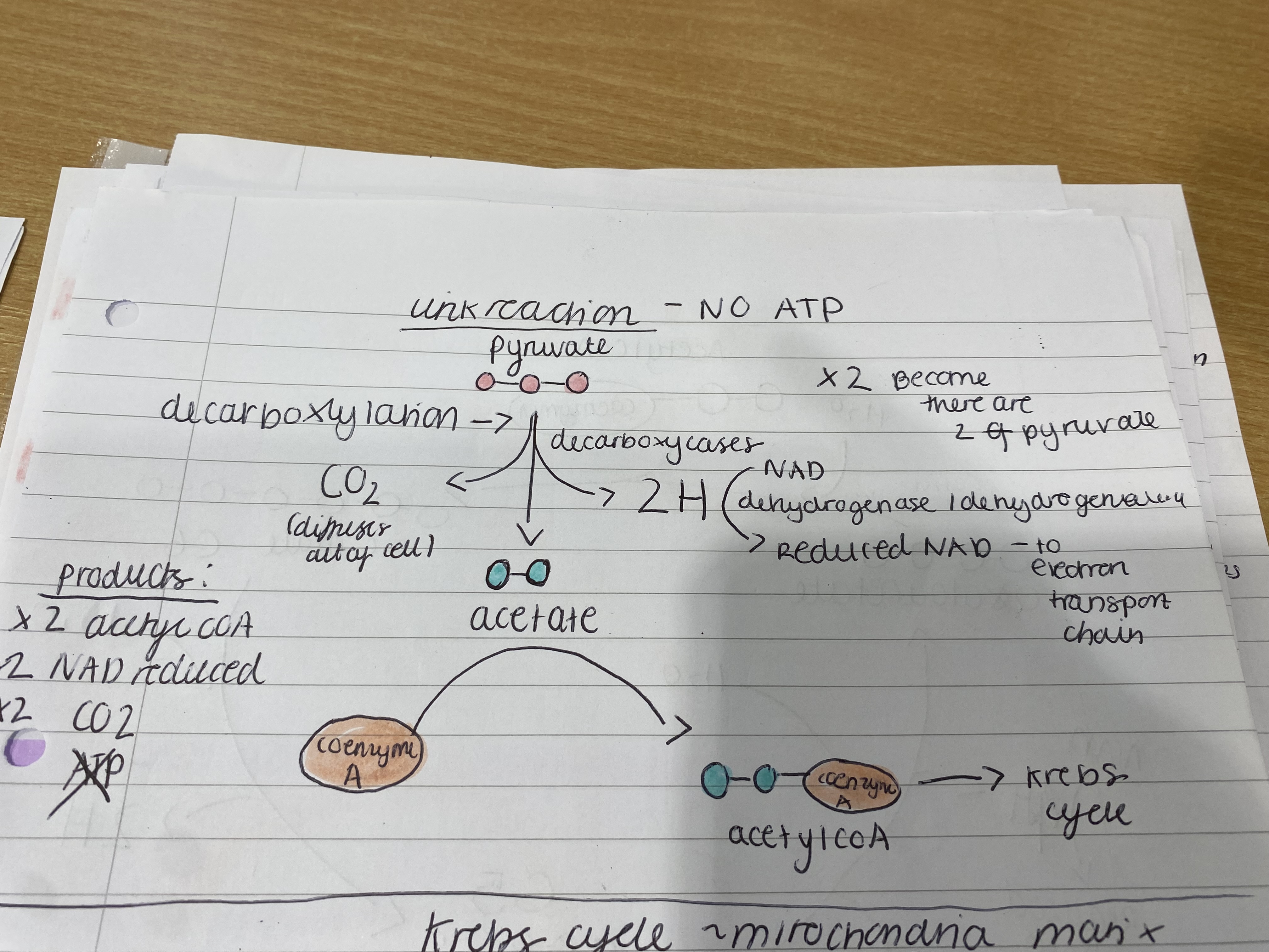 <p>The link reaction takes place in the matrix of mitochondria and links glycolysis to the krebs cycle. </p><ol><li><p> Pyruvate diffuses into the matrix</p></li><li><p>Pyruvate is decarboxylated and oxidized by decarboxylase to remove CO2 as a product and release 2H to reduce NAD to reduced NAD with travels to ETC. This produces acetate </p></li><li><p>Acetate combines with CO enzyme A to enter krebs.</p></li></ol><p></p><p>This occurs twice for each pyruvate</p><p></p>