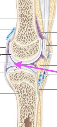 <p>CT pads</p><p>Structure for mobile joints </p><p>(Model explained in class)</p>