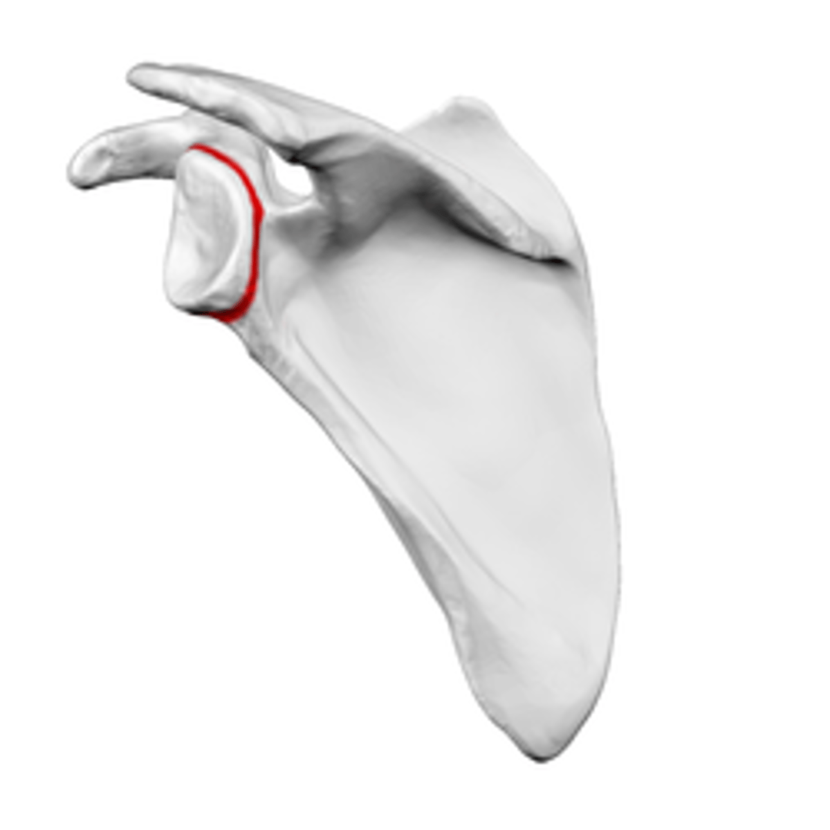 <p>slightly constricted region just medial to the GLENOID FOSSA</p>