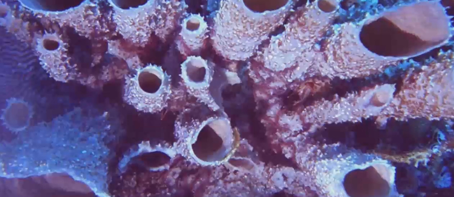 <ul><li><p>Openings at top of sponge called oscula</p></li><li><p>Pores on side of sponge</p></li><li><p>Water comes into sponge through the pores and comes out through oscula that is lined with cells who can do the filtering of water from food</p></li></ul><p></p>