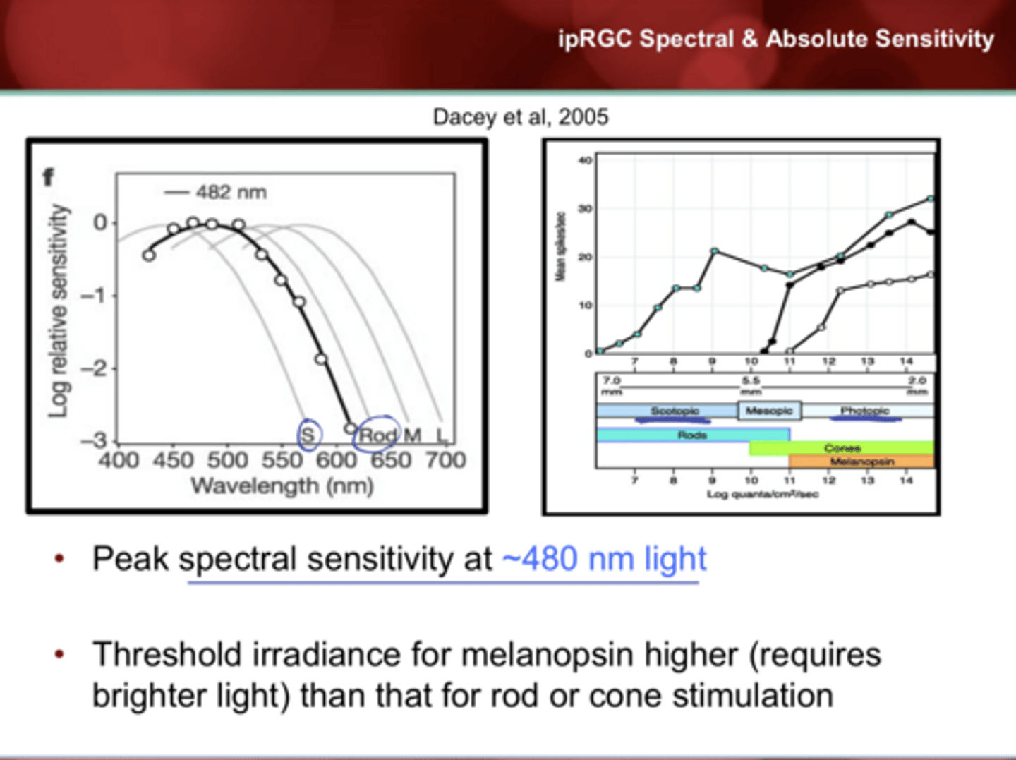 <p>What is the peak spectral sensitivity of ipRGCs?</p>