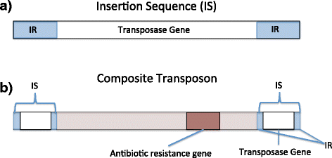 <p>A short DNA sequence capable of transposition, often involved in the integration of plasmids into the bacterial chromosome. Then can move within or between genomes using specialized recombination systems</p>