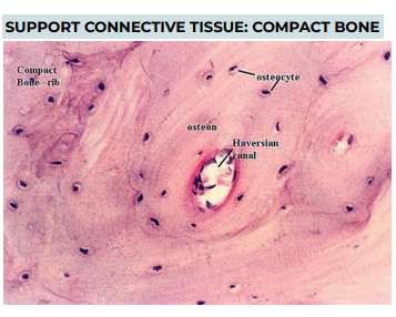 <p>TISSUE: SUPPORT CONNECTIVE TISSUE: COMPACT BONE</p>