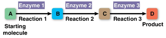 <p>Metabolic pathway</p>