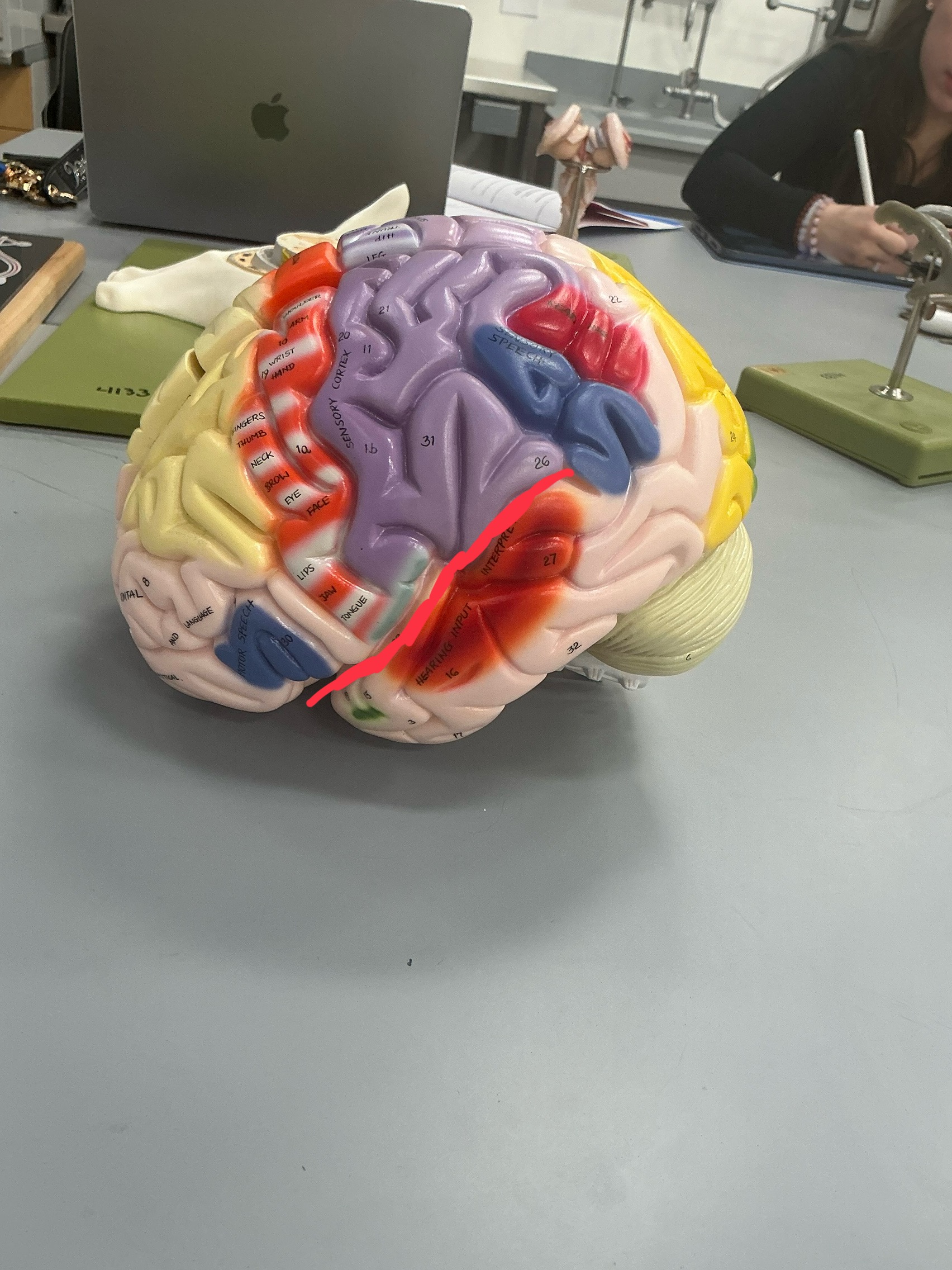 <p>separates temporal lobe from parietal and frontal lobes</p>