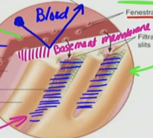 <p>B. Negatively charged glycoproteins</p><ul><li><p>causing blood to bounce off</p></li></ul><p></p>