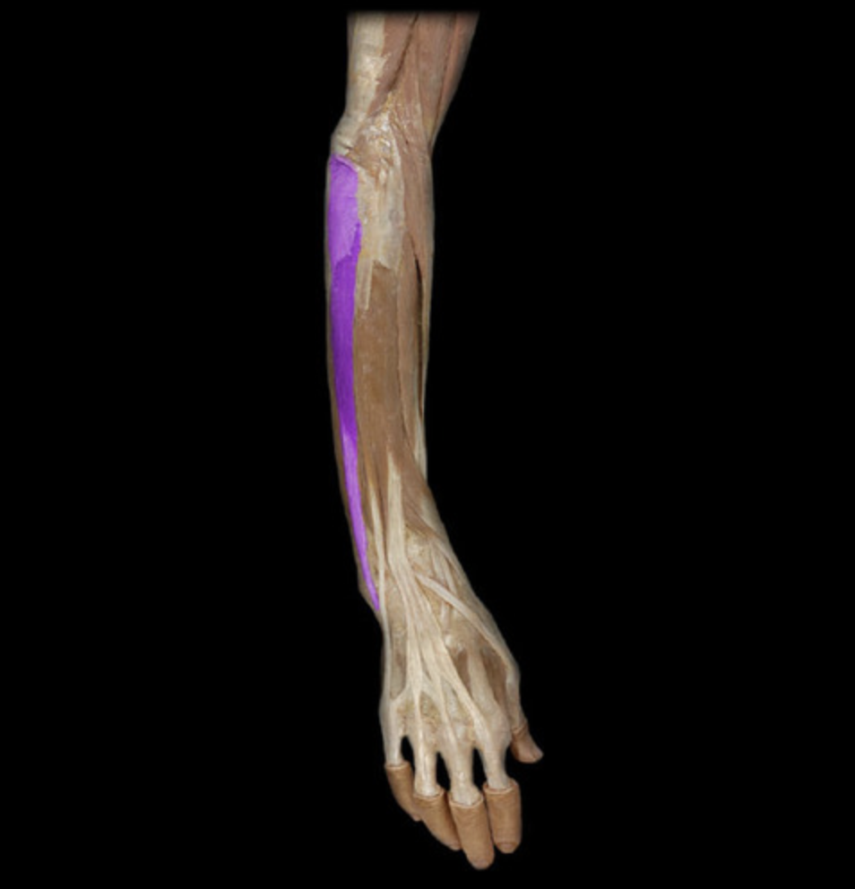 <p><em>table 5</em></p><p><em>O: lateral epicondyle of humerus</em></p>