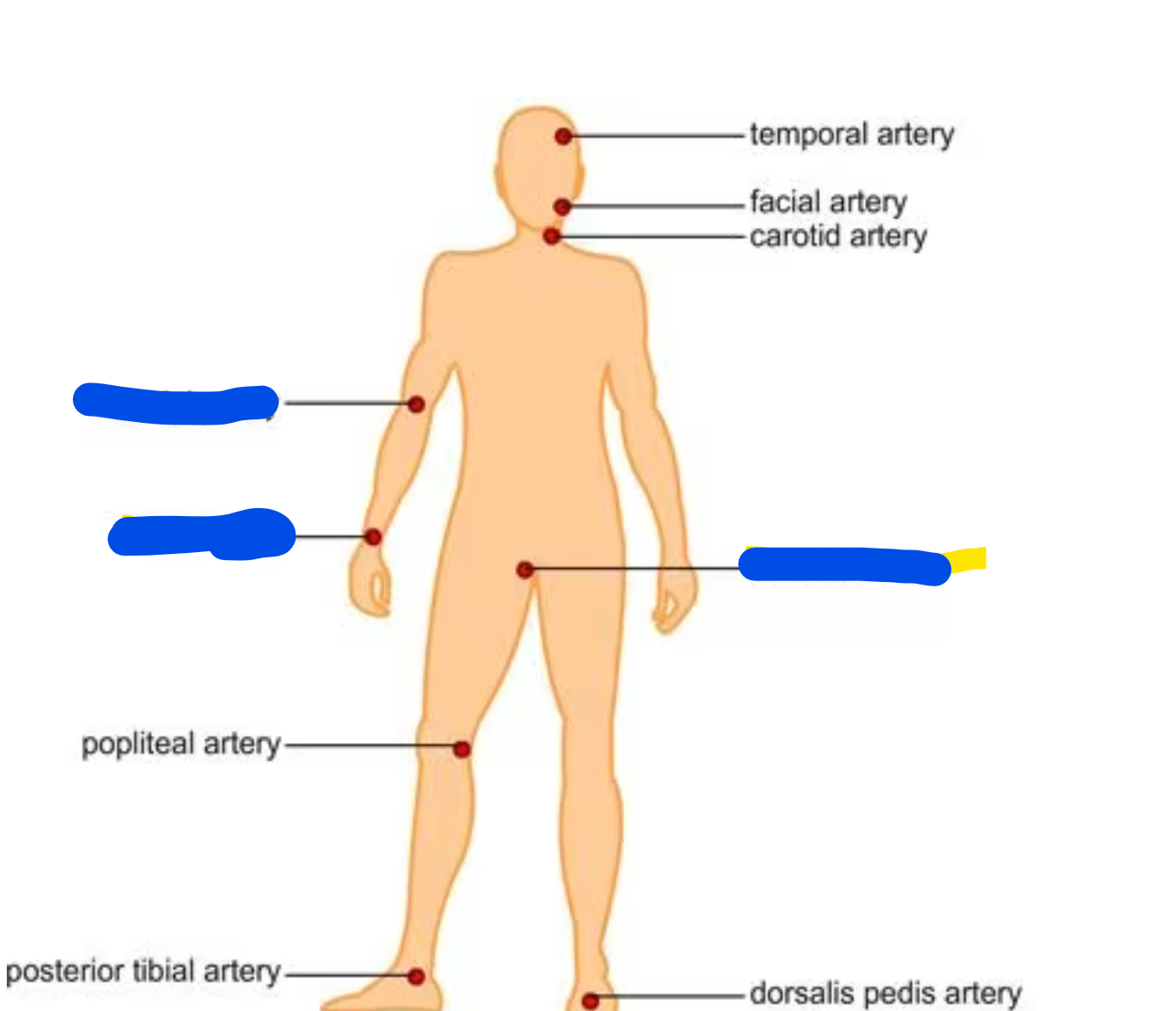 <ul><li><p>What dos blood gas test tells us?</p></li><li><p>Where should we collect a blood gas sample from?</p></li><li><p>Should Blood gas test be STAT?</p></li></ul><p></p>