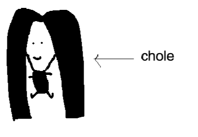 steroid that maintains fluidity in the cell and helps regulate cell function